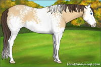 Horse Color:White Spotted Sable Cream Champagne Dun Splash 
