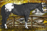 Horse Color:Black Snowflake Varnish