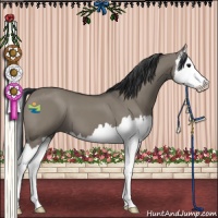 Horse Color:Grullo Splash 