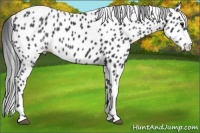 Horse Color:Black Chinchilla Leopard 