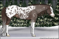 Horse Color:Liver Chestnut Splash Appaloosa Rabicano 