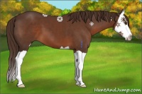 Horse Color:Liver Chestnut Splash 