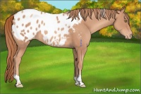 Horse Color:Gold Champagne Appaloosa 