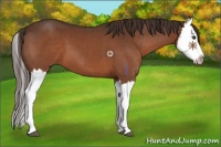 Horse Color:Liver Chestnut Splash 
