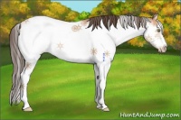 Horse Color:Amber Champagne Sabino Frame Rabicano 