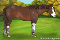 Horse Color:Liver Chestnut Splash 