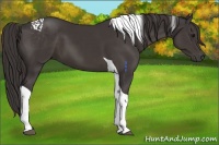 Horse Color:Smoky Black Tobiano 