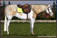 Horse Color:Palomino Splash Tobiano 