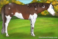Horse Color:Liver Chestnut Splash 