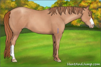 Horse Color:Gold Champagne 