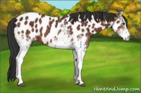 Horse Color:White Spotted Bay Appaloosa 