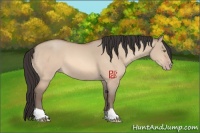 Horse Color:Amber Champagne Dun 