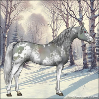 Horse Color:White Spotted Silver Grullo Chinchilla 
