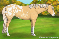 Horse Color:Palomino Sabino Appaloosa 