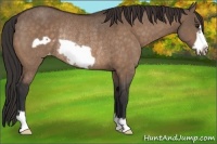 Horse Color:Bay Dun Frame Varnish Rabicano 