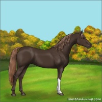 Horse Color:Liver Chestnut 