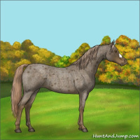 Horse Color:Chocolate Palomino Roan