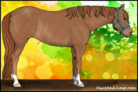 Horse Color:Chestnut Rabicano 