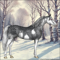 Horse Color:Silver Black Chinchilla Splash 