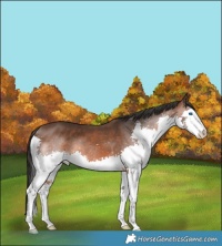 Horse Color:Brown Splash