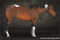 Horse Color:Bay Tobiano 