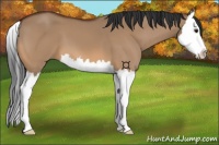 Horse Color:Bay Dun Splash 
