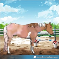 Horse Color:Chestnut Tobiano