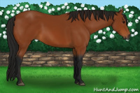 Horse Color:Gray Bay 