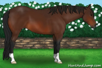 Horse Color:Gray Bay 