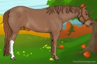 Horse Color:Red Roan 