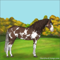 Horse Color:White Spotted Liver Chestnut Splash 