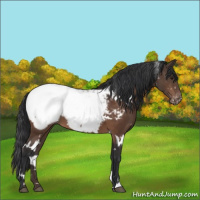 Horse Color:White Spotted Bay Appaloosa