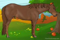Horse Color:Gray Chestnut 