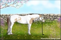 Horse Color:Buckskin Dun Splash Tobiano Appaloosa