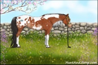 Horse Color:Brown Tobiano Appaloosa