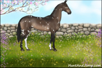 Horse Color:Gray White Spotted Brown 