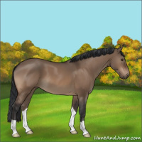 Horse Color:Brown Dun
