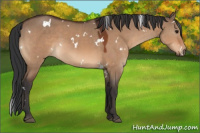Horse Color:White Spotted Bay Dun 