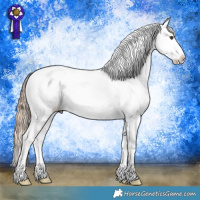 Horse Color:Chestnut Appaloosa 