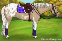 Horse Color:Silver Smoky Grullo Tobiano Appaloosa