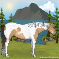 Horse Color:Buckskin Dun Tobiano