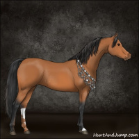 Horse Color:Bay Rabicano 