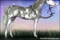 Horse Color:Plaid  White Spotted Midnight Chocolate Palomino Ice Splash 