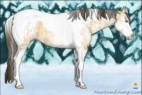 Horse Color:White Spotted Amber Cream Champagne Tobiano 