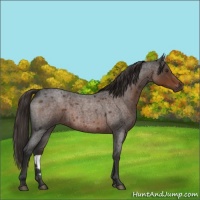 Horse Color:Liver Red Roan 