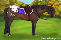 Horse Color:Brown Appaloosa