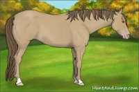 Horse Color:Classic Cream Champagne Roan 