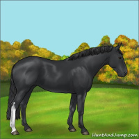 Horse Color:Black 