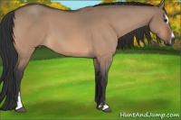 Horse Color:Bay Roan Dun Sabino