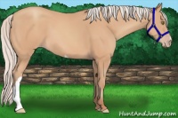 Horse Color:Silver Amber Champagne